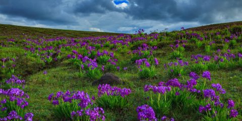 purple flowers at Deosai Plains